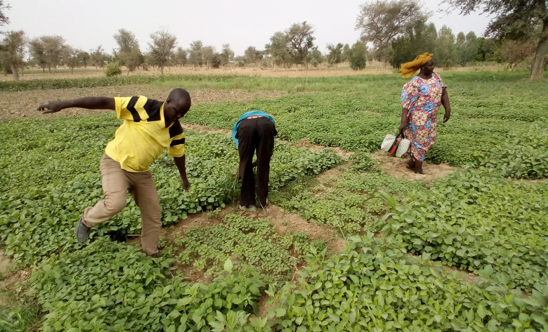 Cultures agroécologiques entretenues par des femmes à Goubéo