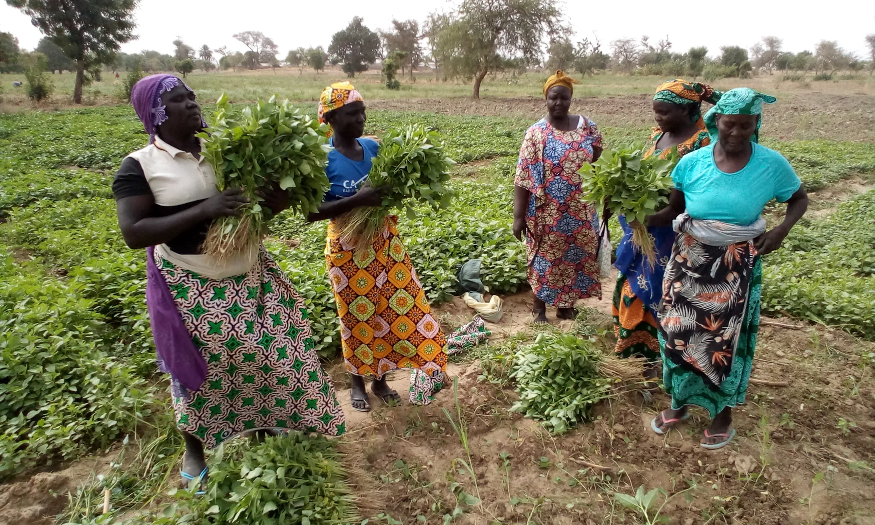 Femmes de Goubéo présentant leur récolte maraîchère